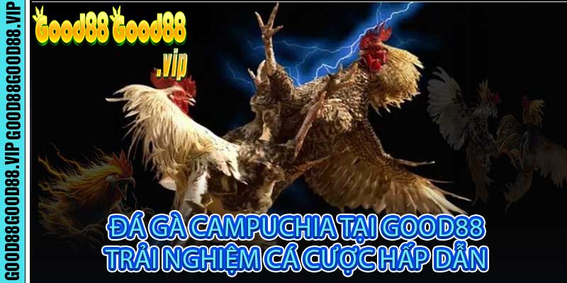 Đá Gà Campuchia Tại Good88 Trải Nghiệm Cá Cược Hấp Dẫn