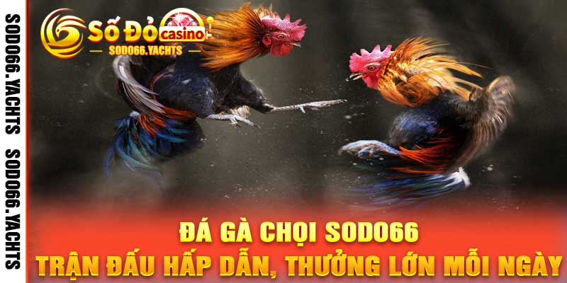 Đá Gà Chọi Sodo66 – Trận Đấu Hấp Dẫn, Thưởng Lớn Mỗi Ngày