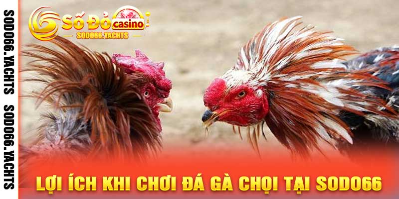 Lợi Ích Khi Chơi Đá Gà Chọi Tại Sodo66