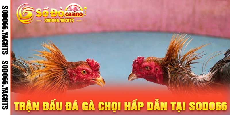 Trận Đấu Đá Gà Chọi Hấp Dẫn Tại Sodo66